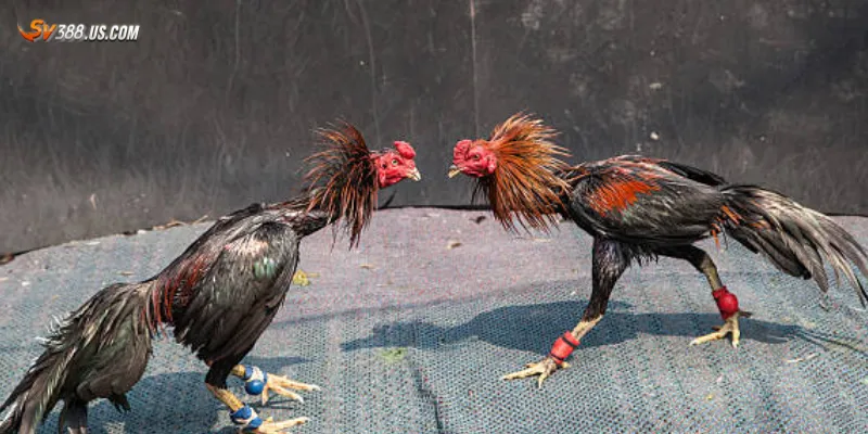 Một số hình thức cược đá gà cựa sắt Thomo