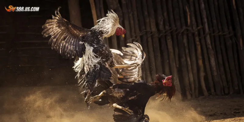 Chia sẻ kinh nghiệm soi kèo đá gà cựa sắt Thomo