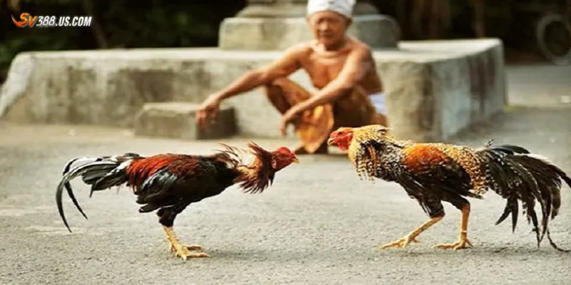 Chia sẻ kinh nghiệm soi kèo đá gà C1 hiệu quả