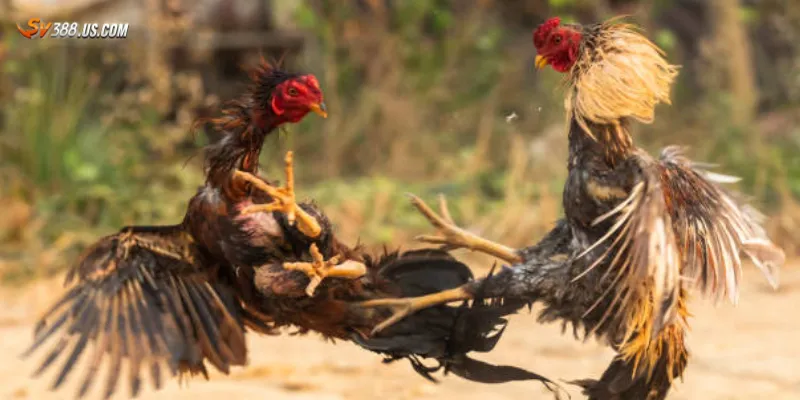 Các hình thức cược đá gà c1 thông dụng