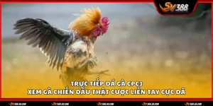 truc tiep da ga cpc3 1 11zon