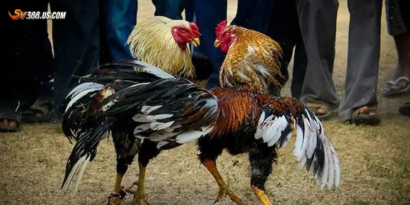 Chi tiết cách xem và cược đá gà CPC3