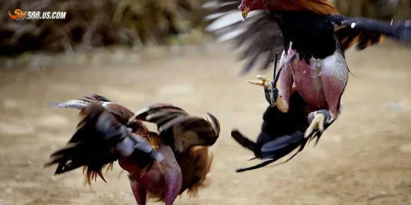 Tổng quan về trực tiếp đá gà cpc3