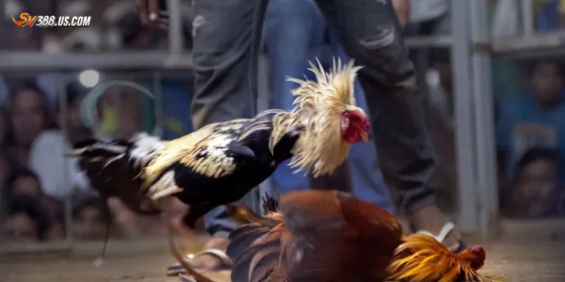 Một số hình thức cược phổ biến tại CPC3