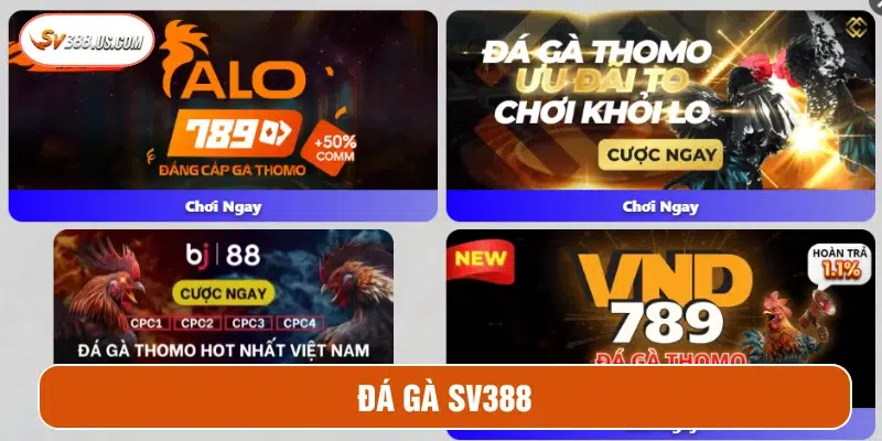 SV388 – Đá gà trực tiếp Full HD, thắng lớn rút tiền liền tay Cá cược đá gà với nhiều sự lựa chọn tại SV388